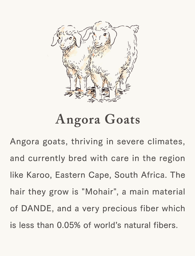[Angora Goats] Angora goats, thriving in severe climates, and currently bred with care in the region like Karoo, Eastern Cape, South Africa. The hair they grow is "Mohair", a main material of DANDE, and a very precious fiber which is less than 0.05% of world’s natural fibers.