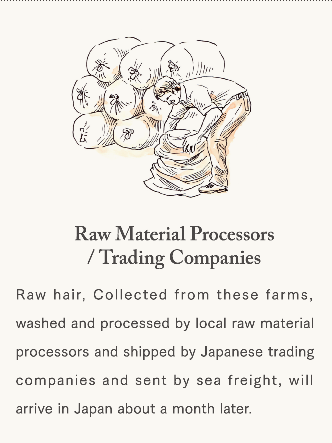 [Raw Material Processors/Trading Companies] Raw hair, Collected from these farms, washed and processed by local raw material processors and shipped by Japanese trading companies and sent by sea freight, will arrive in Japan about a month later.